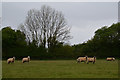 SS9539 : West Somerset : Grassy Field & Sheep by Lewis Clarke