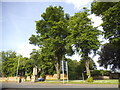 Trees by Harborough Road, Kingsthorpe