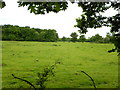 Field next to the B3024 close to Burringham Wood