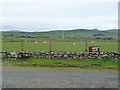 Sheep grazing at Llystyn Canol