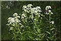 Hesperis near Bickham Bridge