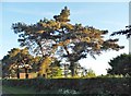 Conifers on Northampton Road, Lathbury