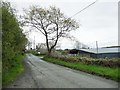 Roadside tree at Dolwgan Isaf