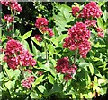 Red Valerian (Centranthus ruber)