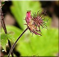 Avens (Geum spec)  - detail