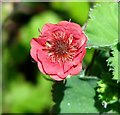 Avens (Geum spec)  -  flower