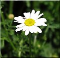 Insect on flower