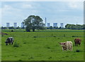 Cattle near Ellers Farm