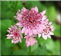 Masterwort  (Astrantia spec)