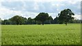 Barley field