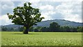 Oak tree in a barley field