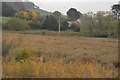 Reed beds