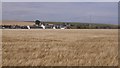 Barley, Auchmithie