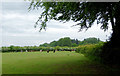 Pasture near Dunham Town, Trafford