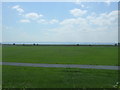 Grassland near Inch House