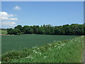 Crop field and woodland near Inch Farm