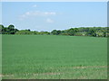 Crop field off the A985 near Waukmill