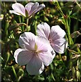 Cranesbill Geranium sanguineum