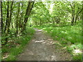 TQ4031 : A woodland path in Ashdown Forest by Marathon