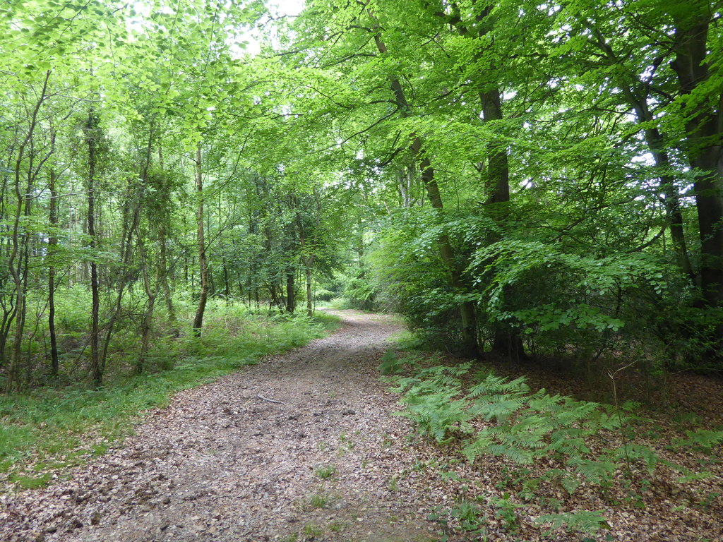 Woodland path in Ashdown Forest © Marathon :: Geograph Britain and Ireland