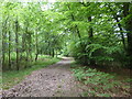 TQ4031 : Woodland path in Ashdown Forest by Marathon