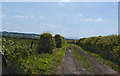 A track into farmland