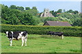 Cows in field, looking towards Kington Magna church