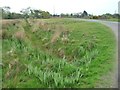 Drain full of grass, north of Morfa Bychan