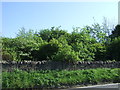 Trees beside Kingseat Road, South Bellyeoman