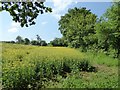 Oilseed rape field