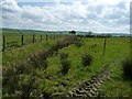 Field boundary, west of Penffordd Deg