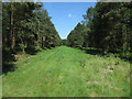 Forest track near Methwold Warren