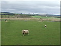 Grazing, Whiteburn