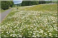 Flowers by the Ettrick Water, Selkirk