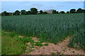 Crop field at Rice