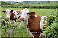 Cattle.Templepatrick/Ballyrobert (May 2017)