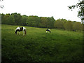 Horses on Sugarwell Hill