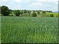 Cereal field near Upper Upton Farm