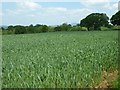 Farmland near Upper Upton Farm