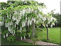 Wisteria Walk - Woodside Gardens