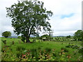 Tree and rushes, Mullaghslin Glebe