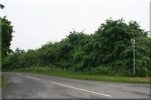 TF1898 : Beech hedge by road into Croxby (2) by Chris
