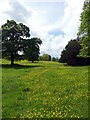 SJ9822 : Buttercups and trees in Shugborough Park by Graham Hogg
