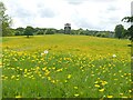 SJ9821 : A field of buttercups in Shugborough Park by Graham Hogg