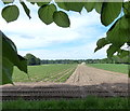 Farmland next to Long Plantation