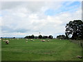 Ailstone Farm Sheep Grazing