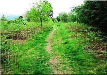 NO1706 : Path to Glenvale, Lomond Hills by Bill Kasman