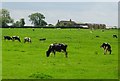 Cattle grazing