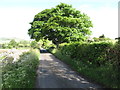 Oak tree on McKays Road, Clonvaraghan TD