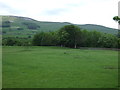 Grazing near the Pennine Way, Hawes